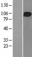 MALT1 Human Over-expression Lysate