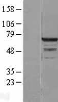 RPC62 (POLR3C) Human Over-expression Lysate