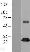 Peroxiredoxin 4 (PRDX4) Human Over-expression Lysate