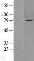 PPEF1 Human Over-expression Lysate