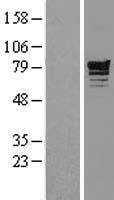 PDE4D Human Over-expression Lysate