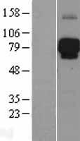 LILRB2 Human Over-expression Lysate