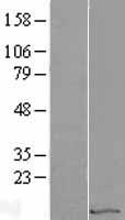 EIF1 Human Over-expression Lysate