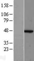 Arp2 (ACTR2) Human Over-expression Lysate
