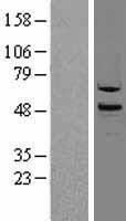 TAF1 48 (TAF1A) Human Over-expression Lysate