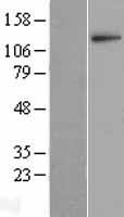 Leucyl cystinyl aminopeptidase (LNPEP) Human Over-expression Lysate