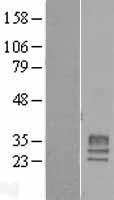 Neuronal membrane glycoprotein M6 a (GPM6A) Human Over-expression Lysate