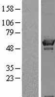 OXSR1 Human Over-expression Lysate