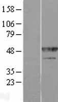 hnRNP F (HNRNPF) Human Over-expression Lysate