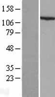 NLRP3 Human Over-expression Lysate