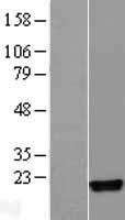 GMFG Human Over-expression Lysate