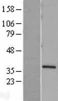 Syntaxin 4 (STX4) Human Over-expression Lysate