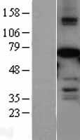 AF9 (MLLT3) Human Over-expression Lysate