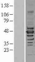 ILF2 Human Over-expression Lysate