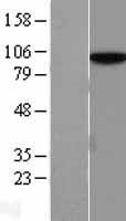 hnRNP U (HNRNPU) Human Over-expression Lysate