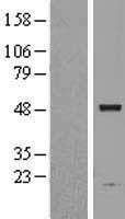 ASAH1 Human Over-expression Lysate
