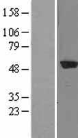 TRIP15 (COPS2) Human Over-expression Lysate