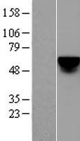 KLF4 Human Over-expression Lysate