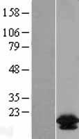 BCL2L2 Human Over-expression Lysate