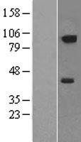 NRP2 Human Over-expression Lysate