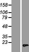 HMGA2 Human Over-expression Lysate
