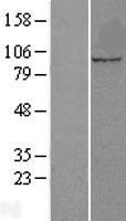 Cullin 5 (CUL5) Human Over-expression Lysate