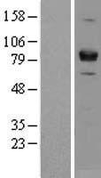 Miz1 (ZBTB17) Human Over-expression Lysate