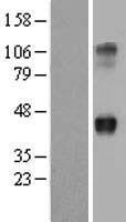 WNT2 Human Over-expression Lysate