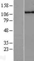 HLTF Human Over-expression Lysate
