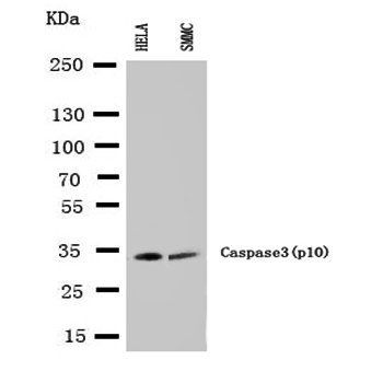 Anti-Caspase-3 (P10)/CASP3 Antibody