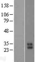 Kallikrein 10 (KLK10) Human Over-expression Lysate