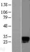 Kallikrein 6 (KLK6) Human Over-expression Lysate