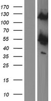 PRKAR1B Human Over-expression Lysate