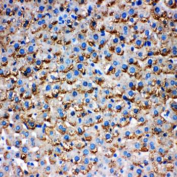 HSD17B1 Antibody