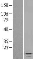 CXCL7 (PPBP) Human Over-expression Lysate
