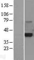 PLAUR Human Over-expression Lysate