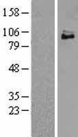 TrkC (NTRK3) Human Over-expression Lysate
