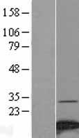 NDUFA4 Human Over-expression Lysate