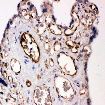 Anti-CD31/PECAM1 Antibody