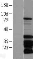 MSX2 Human Over-expression Lysate