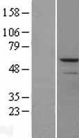 MMP13 Human Over-expression Lysate