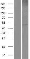 MGAT1 Human Over-expression Lysate