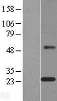 MAGP1 (MFAP2) Human Over-expression Lysate