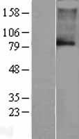 KCNN3 Human Over-expression Lysate