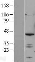 IRF2 Human Over-expression Lysate