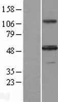 Inhibin beta A (INHBA) Human Over-expression Lysate