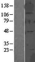 alpha 2 Glycine Receptor (GLRA2) Human Over-expression Lysate