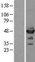 NSE (ENO2) Human Over-expression Lysate