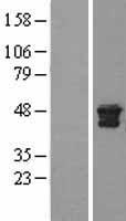 Cathepsin D (CTSD) Human Over-expression Lysate