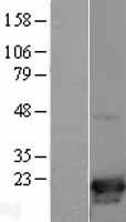 p19 INK4d (CDKN2D) Human Over-expression Lysate